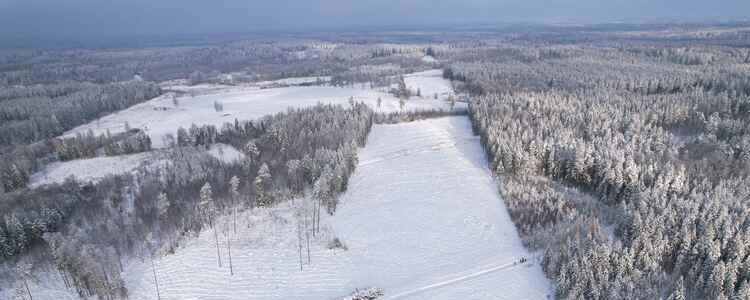 Valsts mežu teritorijā Iecavas apkārtnē pirmie atmežošanas darbi Rail Baltica īstenošanai